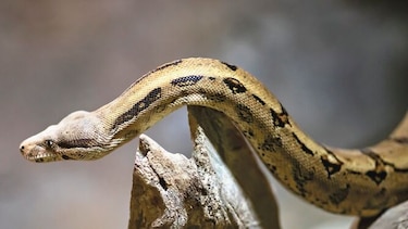Animales silvestres como mascotas, la amenaza la fauna