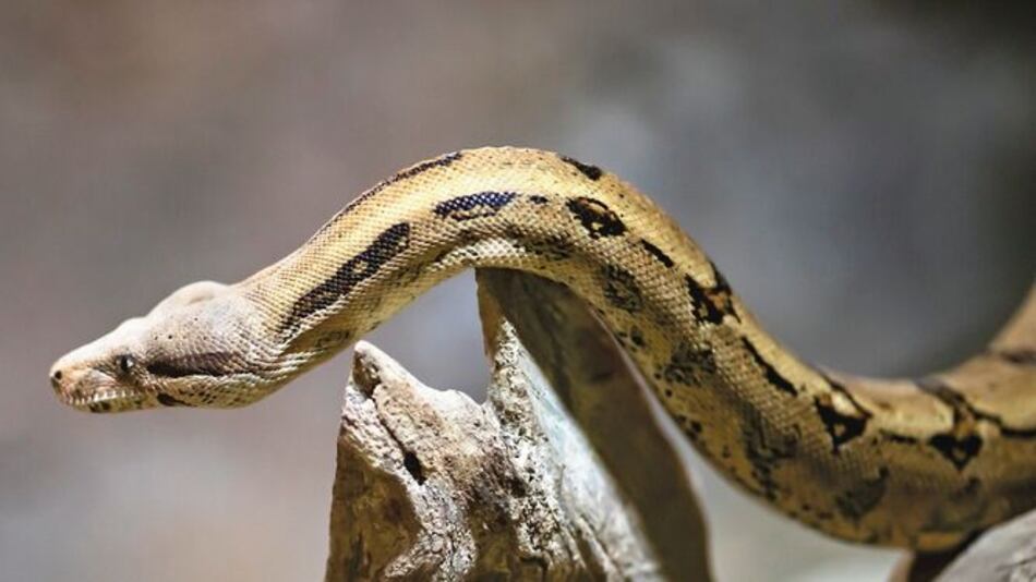 Animales silvestres como mascotas, la amenaza la fauna