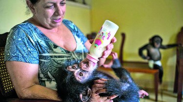 Crían chimpancés en apartamento habanero