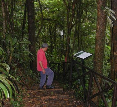 En El Copé hallan dos especies nuevas de árboles