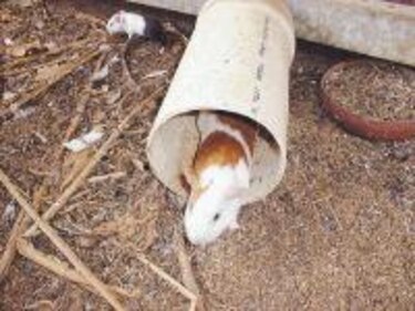 Coclesanos impulsan la cría de conejos para el consumo local