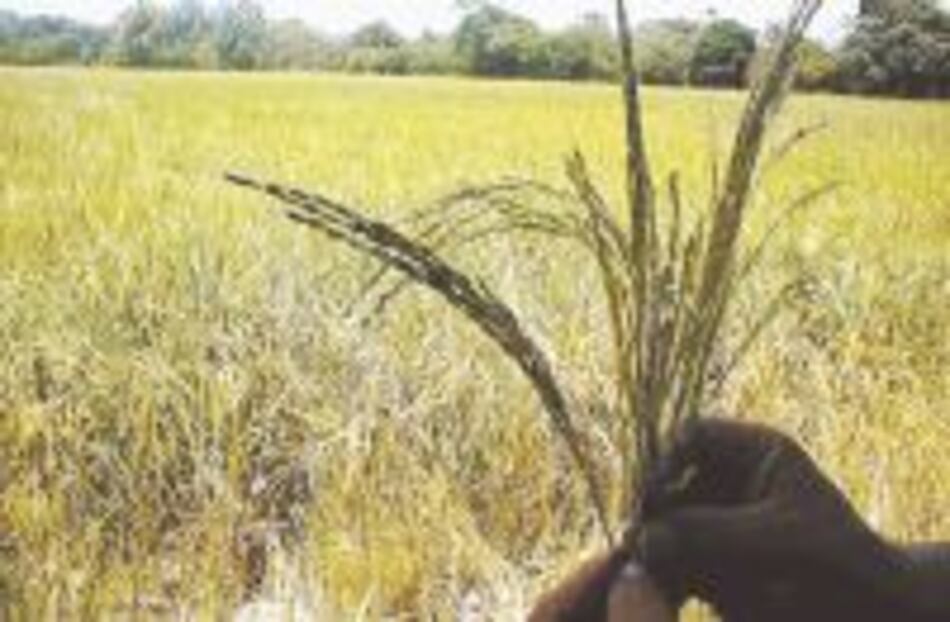 Panamá combate plagas