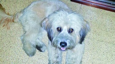Max y sus travesuras