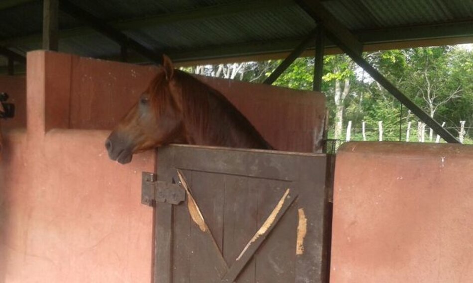 Mida confirma los dos primeros casos de encefalitis equina en Herrera