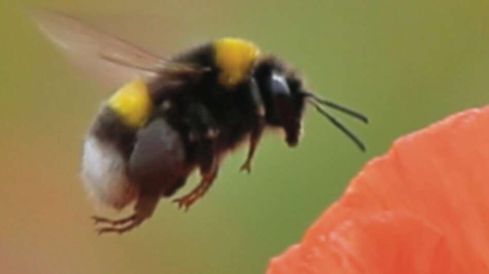 Confirman restricción a insecticidas en Europa