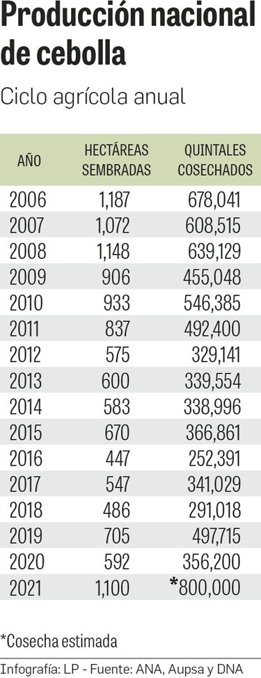 Siembra de cebolla supera las mil hectáreas