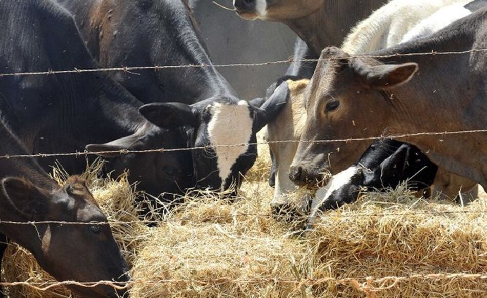 Declaran a Panamá libre de tuberculosis bovina