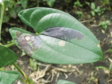 Hongos atacan cultivos de ñame