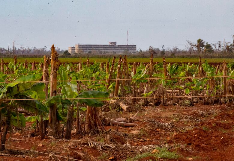 El campo cubano, tras el paso del huracán Rafael: ‘Lo perdimos todo, prácticamente’