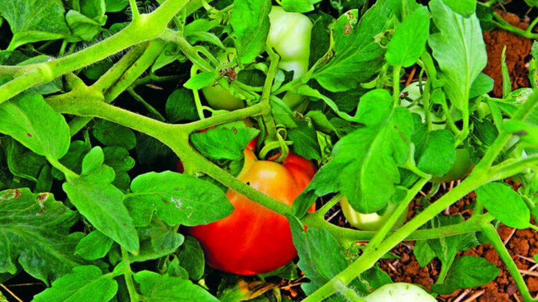 Mosca blanca daña cultivo de tomate