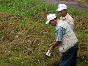 Minsa alerta sobre la amenaza del virus hanta