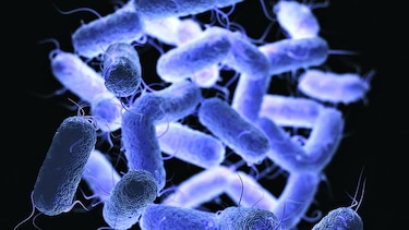 Microbios más resistentes