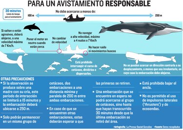 Nuevas regulaciones: prohibido perturbar ballenas y delfines