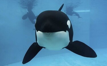 Veterinarios de SeaWorld sacrifican a una orca enferma