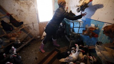 Rusia afirma que detectó el primer caso de transmisión de la cepa H5N8 de gripe aviar al ser humano
