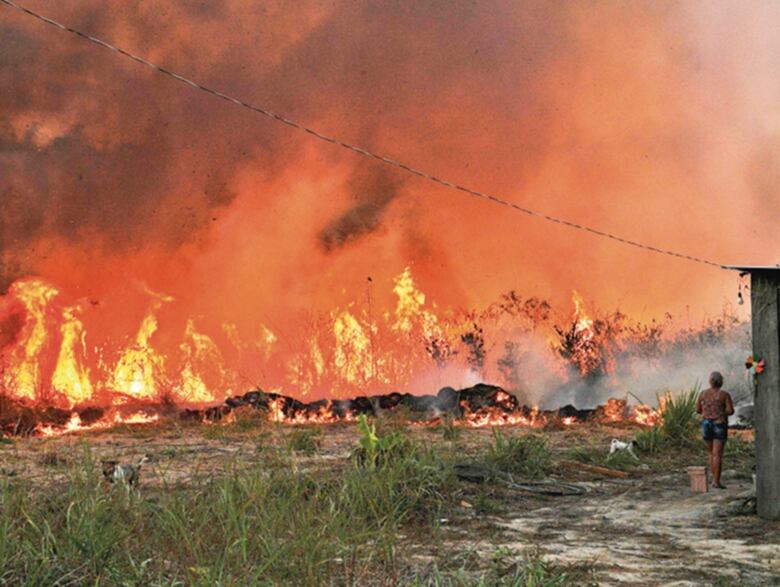 ‘2020, el peor año para el Amazonas por incendios’