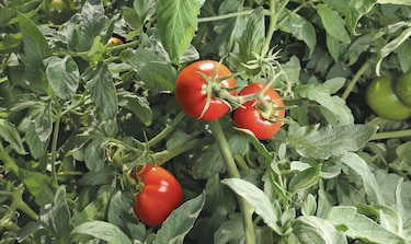 Productores de tomate inician siembra con nueva semilla