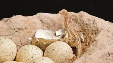 Saurópodos gigantes en Nueva York