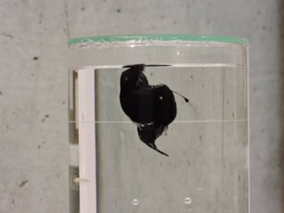 El ‘Diablo Negro’, el pez que emergió desde las profundidades del océano, será preservado para la ciencia