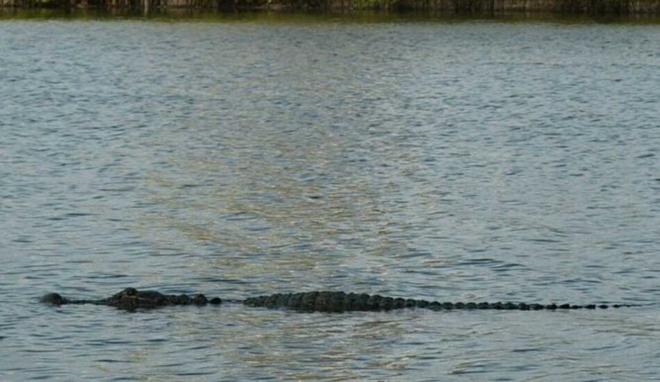 Herido de gravedad surfista estadounidense por mordida de cocodrilo en Costa Rica