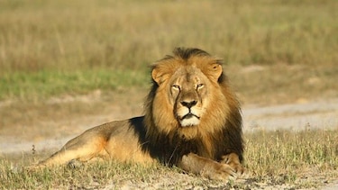 Zimbabue restringe la caza mayor tras la muerte del león 'Cecil'
