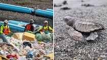 De los ríos a las tortugas: los dos proyectos de Panamá que llegan a los Premios Verdes 2026