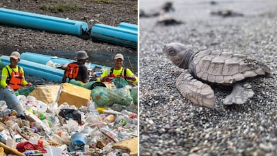 De los ríos a las tortugas: los dos proyectos de Panamá que llegan a los Premios Verdes 2026