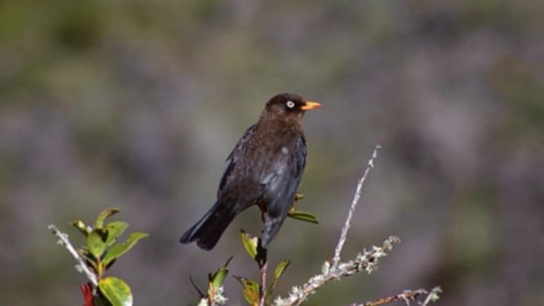 De vuelta al volcán
