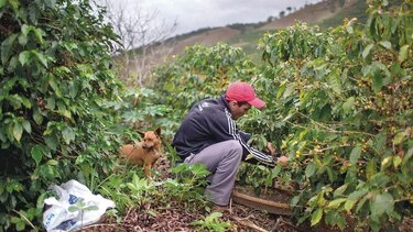 Países cafeteros deben ver los mercado de alta gama