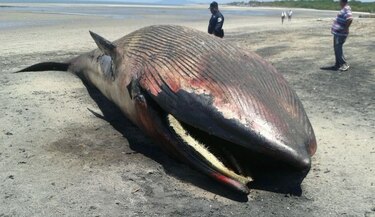 Encuentran ballena muerta en playa de Punta Chame