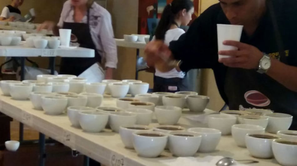 Nueva variedad de café denominada 'Java', en cata nacional