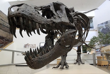 Fósiles revelan extinción de dinosaurios por asteroide