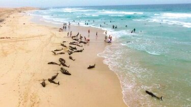 Investigan muerte de delfines en Cabo Verde