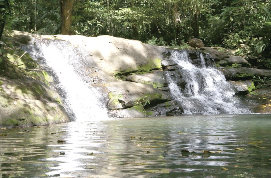 Monte Lloyd y su legado: cómo la visión de un biólogo transformó las selvas de Panamá