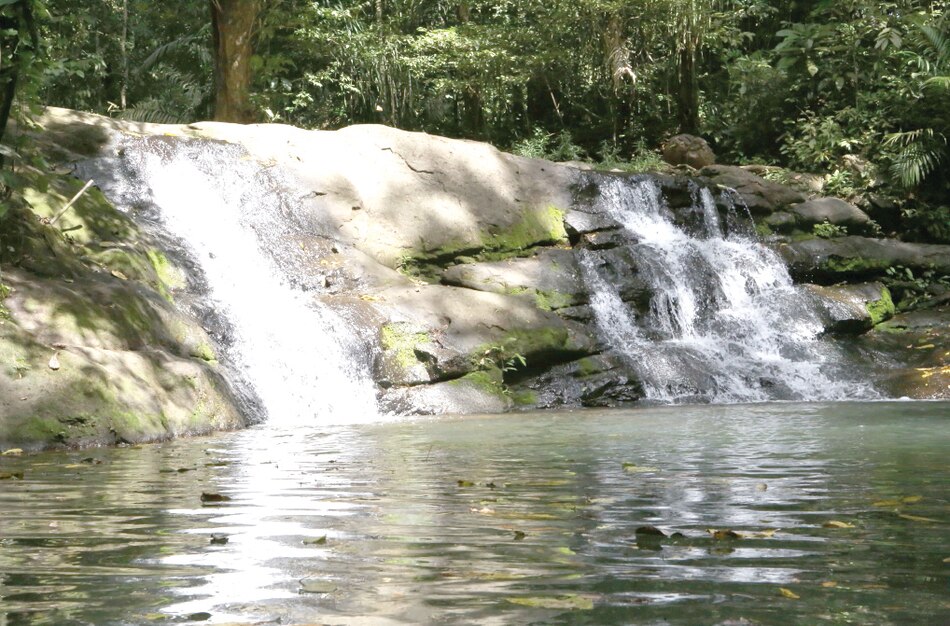 Monte Lloyd y su legado: cómo la visión de un biólogo transformó las selvas de Panamá