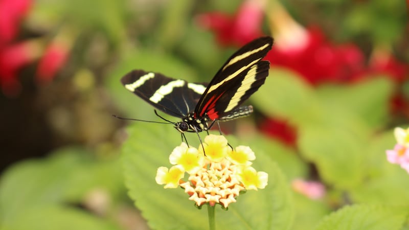 Las mariposas que desafían el tiempo