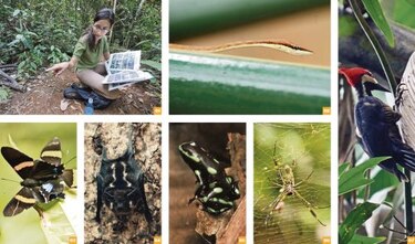 Barro Colorado, eje científico