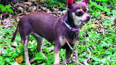 Bambina, jardinera y vigilante