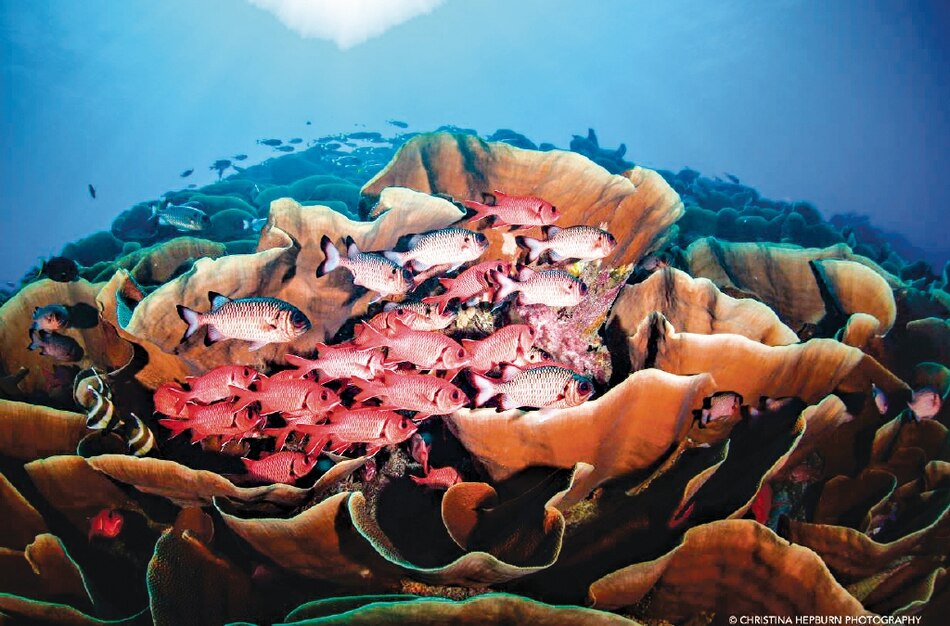 Palaos prohíbe las cremas solares para proteger corales