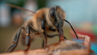 El superalimento creado por científicos de Oxford que busca salvar a las abejas de su desaparición