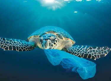 Canadá prohibirá los plásticos de un solo uso