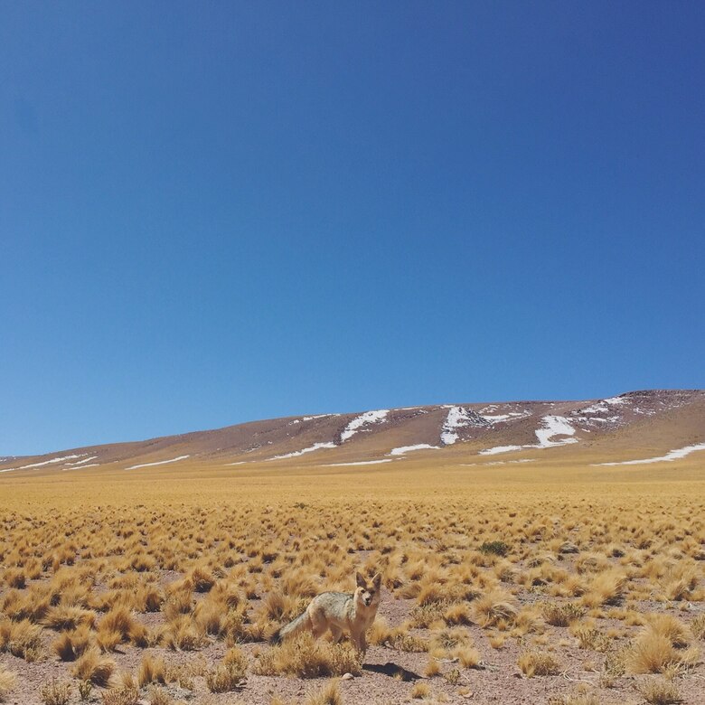 En el desierto más árido del mundo