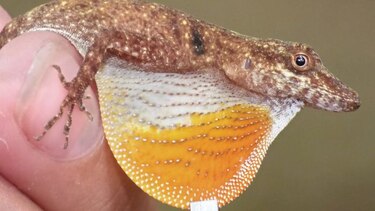 Especies inéditas en Darién