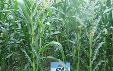 Semillas biofortificadas sin el uso de transgénicos