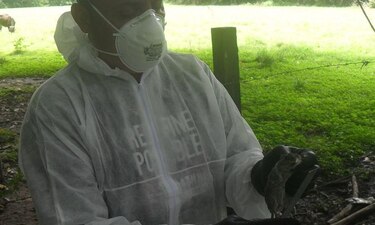 Minsa pide ayuda a la población para disminuir casos por virus hanta en Los Santos