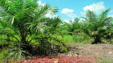 Nuevas variedades de palma africana