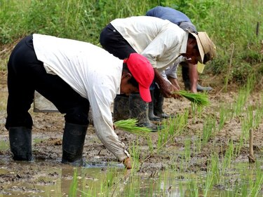 Campesinos no venderán granos a Gobierno de Nicaragua en protesta por el canal