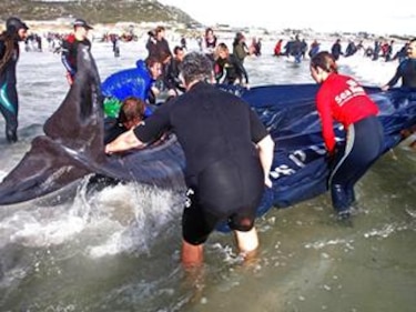 Ballenas quedan varadas en playa de Sudáfrica