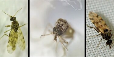 Los casos del virus de oropouche se concentran en Panamá este y Darién