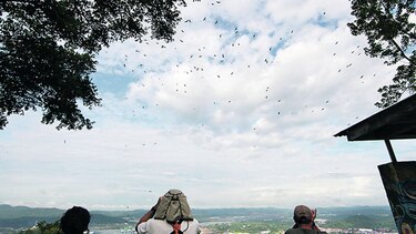 Pasaron más de un millón de rapaces migratorias